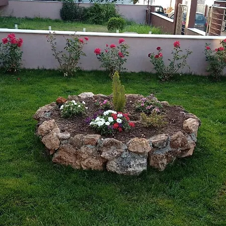 Roses 2