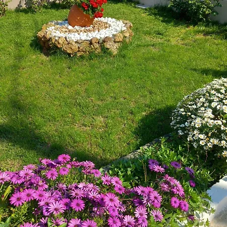 Roses 2